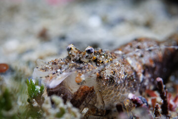 Genus Philocheras shrimp just after molt - shot while scuba diving at Taputeranga (Island Bay) Marine Reserve, Wellington, New Zealand