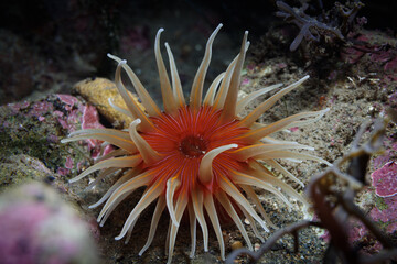 Epiactis thompsoni a striking Anemone - shot while scuba diving at Taputeranga (Island Bay) Marine Reserve, Wellington, New Zealand