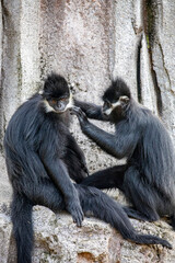 The François' langur (Trachypithecus francoisi) is a medium-sized primate with black, silky hair. 
It has very distinct white sideburns that grow down from its ears to the corners of its cheeks.