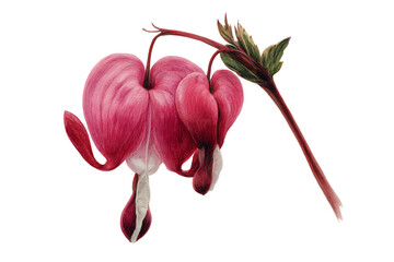Close up of a bleeding heart flower.