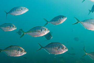 Silver Trevally (Pseudocaranx georgianus) - shot while scuba diving at Taputeranga (Island Bay) Marine Reserve, Wellington, New Zealand