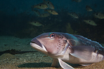 Rāwaru or New Zealand Blue Cod (Parapercis colias) shot while scuba diving at Taputeranga (Island Bay) Marine Reserve, Wellington, New Zealand