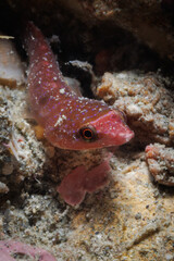 Cute pink Urchin Clingfish (Dellichthys morelandi) at Breaker Bay, Wellington, New Zealand