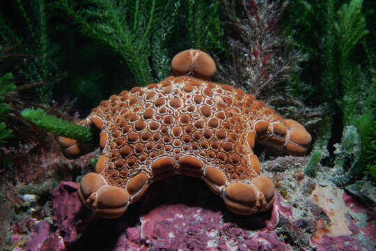 A close up photo of a Jewel Star&nbsp;(Pentagonaster pulchellus) at Breaker Bay, Wellington, New Zealand
