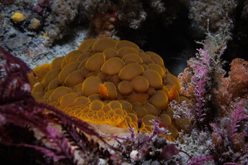Yellow Warty looking Wellington Nudibranch (Doris wellingtonensis) at Breaker Bay, Wellington, New Zealand