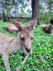Resting Kangaroo on Green Grass – Australian Wildlife in Natural Setting