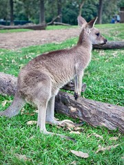 Kangaroo Standing on Grass in Natural Setting – Australian Wildlife 