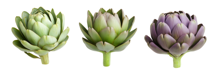 set of artichoke on white background