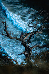 ocean waves crashing on the beach with a dead tree in the foreground