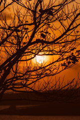 silhouette of tree in sunset