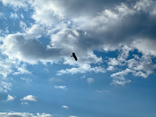 An eagle soars gracefully against a backdrop of a bright blue sky and fluffy clouds.