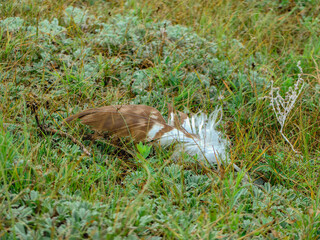 A detailed shot of a single feather lying in lush, green grass and vegetation.