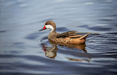 White-cheeked Pintail (Anas bahamensis) duck swimming in reflective water