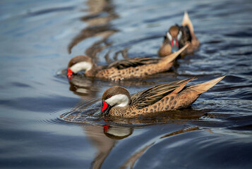 White-cheeked Pintail (Anas bahamensis) duck swimming in reflective water