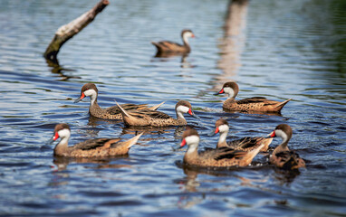 White-cheeked Pintail (Anas bahamensis) duck swimming in reflective water