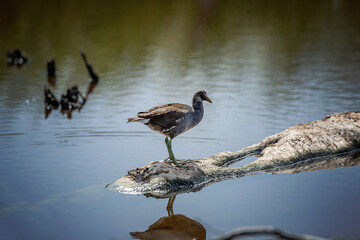Young moorhen standing on log in calm lake