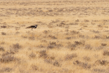 The Kori Bustard -Ardeotis kori- is considered to be the largest flying bird of Africa. Here it is...
