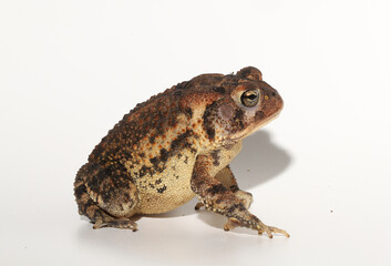Side view of a robust Southern Toad (Anaxyrus terrestris / Bufo terrestris) on a white background