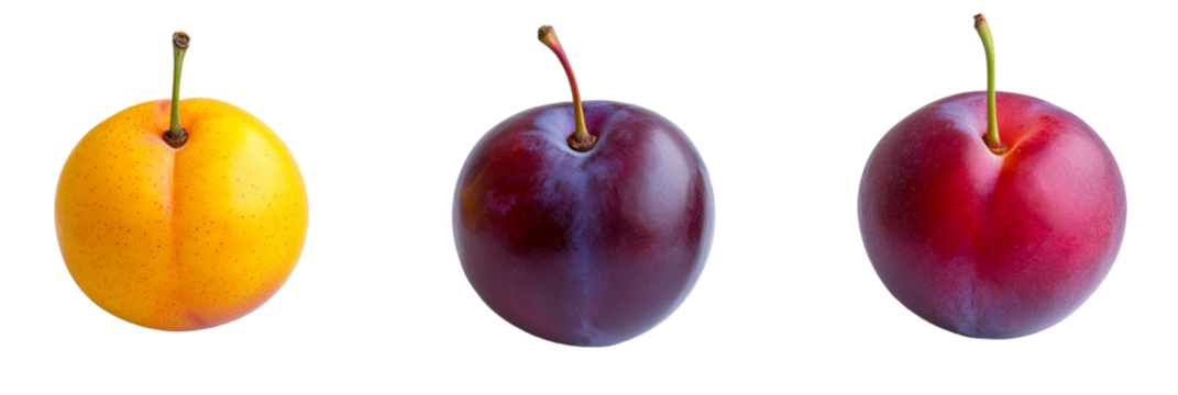 High quality photograph of three different plum varieties 