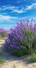 Fototapeta premium Lush lavender field under a vibrant sky