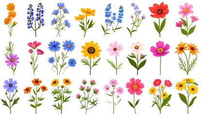 Colorful Wildflower Collection. (1)