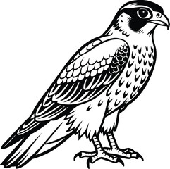 Falcon illustration isolated on white background, a majestic bird of prey design
