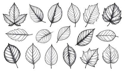 Fototapeta premium Autumn Leaf Line Art Collection. (2)