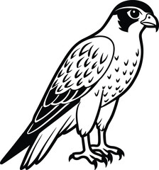 Illustration of a falcon bird of prey, isolated on white background