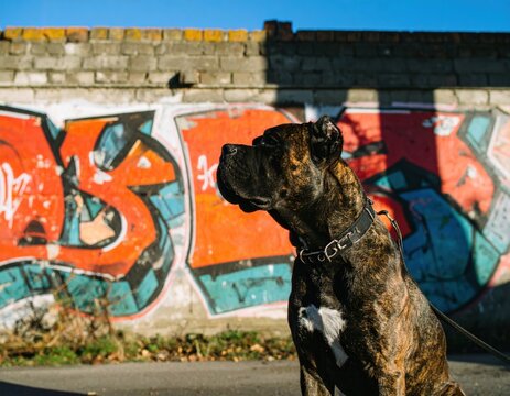 Brindle Cane Corso dog by colorful graffiti wall