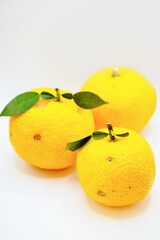 白背景に並べられた黄色い葉付き柚子、冬イメージ