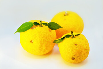 白背景に並べられた黄色い葉付き柚子、柑橘類