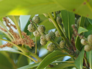 マテバシイの幼果の生態写真