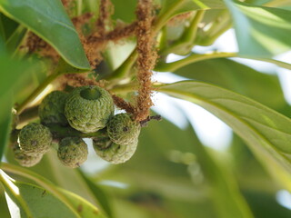マテバシイの幼果の生態写真