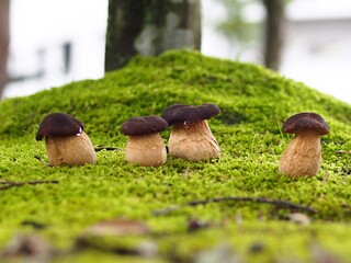 ヤマドリタケの幼菌の生態写真