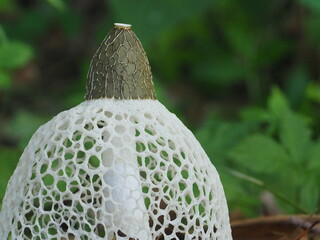 キヌガサタケの生態写真