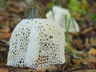 キヌガサタケの生態写真