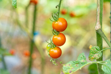 菜園の赤いミニトマト