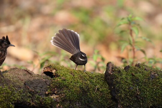 The white-throated fantail (Rhipidura albicollis albicollis) is a small passerine bird.This photo was taken in North India.
