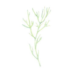 Naklejka premium Branch, seaweed, coral, underwater grass, beach decoration, ocean shore souvenir, pastel colors on white background. Single isolated object. Hand drawn watercolor illustration