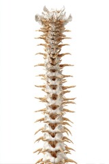Naklejka premium 3D model of a human spine