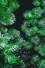 A lush cluster of vibrant green monstera leaves fills the frame, their dramatic splits and deep green tones contrasting against a dark background for a rich, tropical feel.