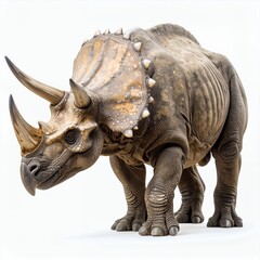Fototapeta premium Majestic triceratops poised for a primal journey, isolated on white background