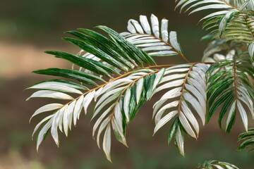Close-up of variegated palm fronds