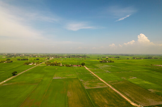 Beautiful paddy field from the hill view at Alor Setar, Malaysia