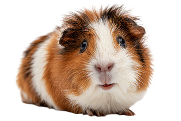 Fototapeta premium Cute guinea pig portrait, brown and white fur.