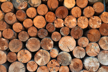 Closeup of logs of trees in nature. a lot of cutted logs.