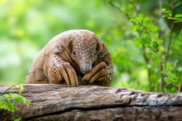The Indian pangolin - Manis crassicaudata	
