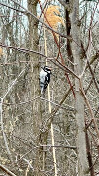 Woodpacker