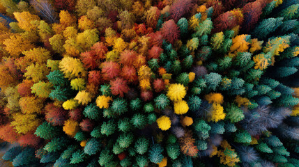 Autumn's Canopy: A bird's-eye view showcases the vibrant tapestry of a forest in the heart of autumn, with leaves ablaze in fiery hues, creating a breathtaking spectacle.