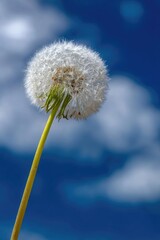 Obraz premium Close-up of a dandelion seed head against a vibrant blue sky with fluffy white clouds